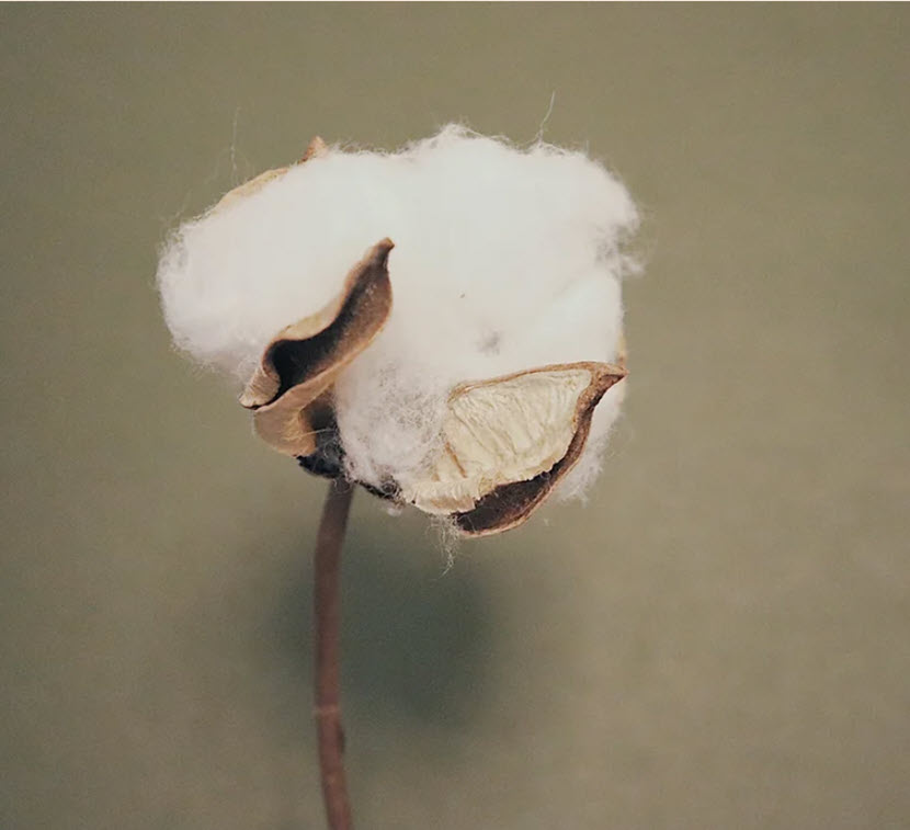 A close up of a cotton plant with white flowers.